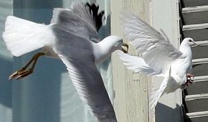 B16_Seagull_2.jpg