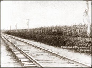 Повішені Крістерос 1 povisheni_kristeros_300_1.jpg